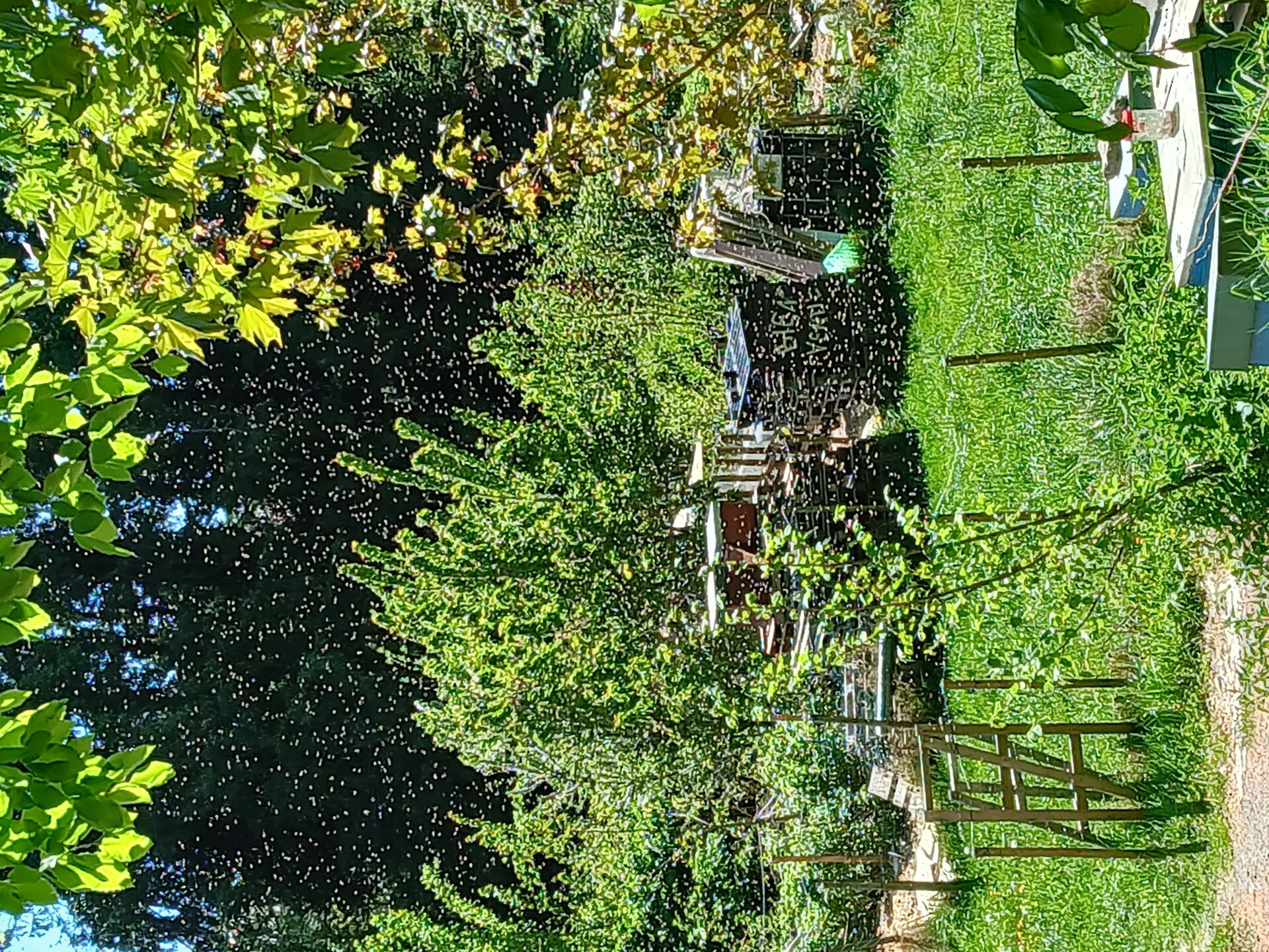 A garden filled with a swarm of bees in flight, each one a small dot against the trees