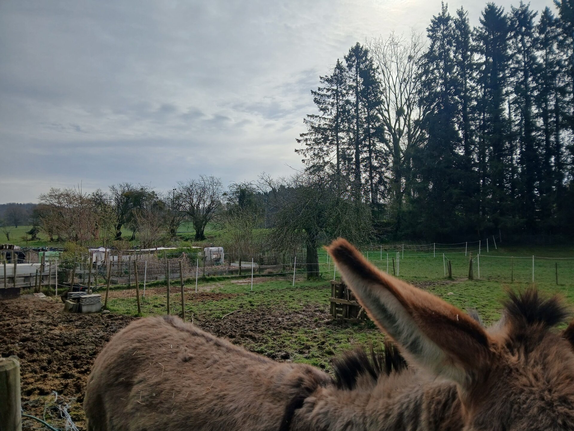 A donkey standing close to the camera in a field